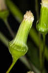 American burnweed